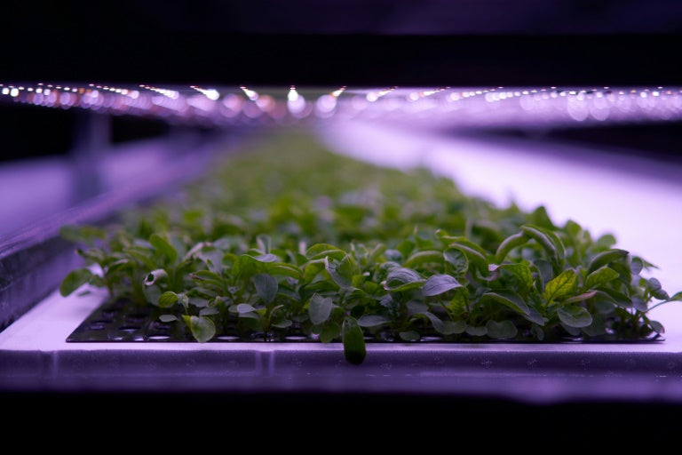 One Of Europe's Largest Ever Indoor Vertical Farms Just Opened